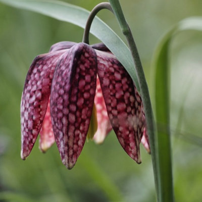 BS Snake's Head Fritillary Bulbs (Fritillaria Meleagris) (25 Bulbs ...