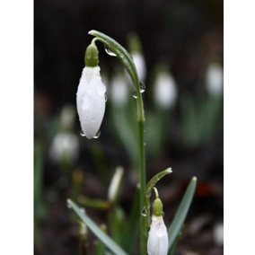 BS Snowdrop (Common) Bulbs (Galanthus nivalis) (1000 Bulbs)