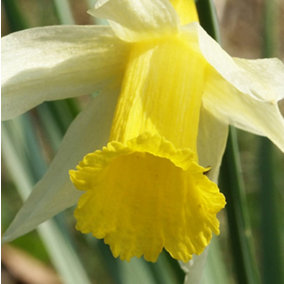 BS Wild Daffodil Bulbs (Narcissus lobularis) (10 Bulbs)