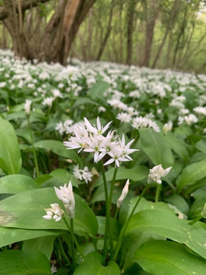 BS Wild Garlic Bulbs (Allium ursinum) (1000 Bulbs)