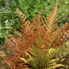Buckler Fern Dryopteris Erythrosora Hardy Outdoor Ferns Jungle Plant 2L Pot