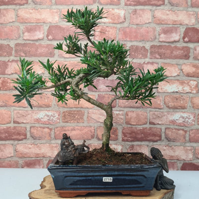 Buddhist Pine (Podocarpus Micro) Bonsai Tree - Shaped - In 25cm Pot