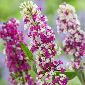 Buddleia Berries and Cream Garden Shrub - Fragrant, Attracts Butterflies (10-30cm Height Including Pot)
