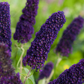 Buddleia Black Knight - Outdoor Flowering Shrub, Ideal for UK Gardens, Compact Size (15-30cm Height Including Pot)