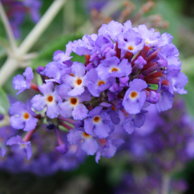 Buddleia Blue Heaven - Outdoor Flowering Shrub, Ideal for UK Gardens, Compact Size (15-20cm Height Including Pot)