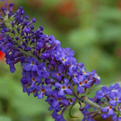 Buddleia Blue Heaven - Outdoor Flowering Shrub, Ideal for UK Gardens, Compact Size (15-20cm Height Including Pot)