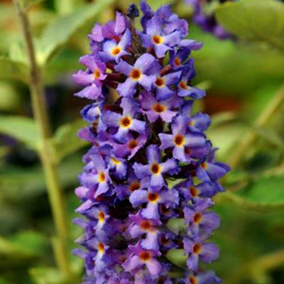 Buddleia Blue Heaven - Outdoor Flowering Shrub, Ideal for UK Gardens, Compact Size (15-20cm Height Including Pot)