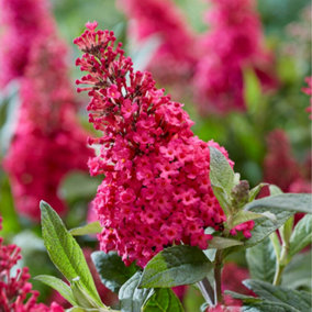 Buddleia Butterfly Bush 'Candy Little Ruby' Florets in 9cm Pots - Butterfly and Bee Magnet
