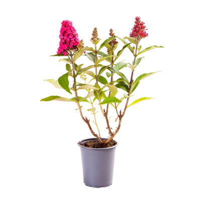 Buddleia Butterfly Bush 'Candy Little Ruby' Florets in 9cm Pots - Butterfly and Bee Magnet