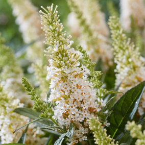 Buddleia Butterfly Bush Candy Little White Florets in 9cm Pots - Butterfly and Bee Magnet