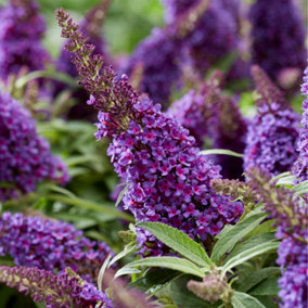 Buddleia Butterfly Bush Lila Sweetheart Florets in 9cm Pots - Butterfly and Bee Magnet
