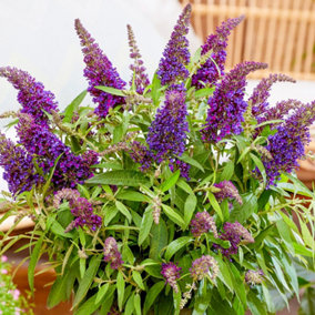 Buddleia Butterfly Candy Little Purple - Compact Size, Purple Flowers, Attracts Butterflies (15-30cm Height Including Pot)