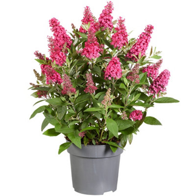 Buddleia Butterfly Candy Little Ruby - Compact Size, Red Flowers ...