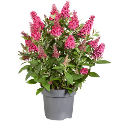 Buddleia Butterfly Candy Little Ruby - Compact Size, Red Flowers, Attracts Butterflies (15-30cm Height Including Pot)