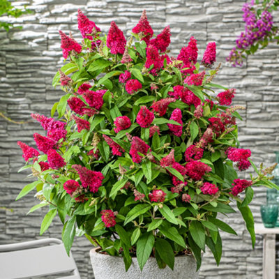 Buddleia Butterfly Candy Little Ruby - Compact Size, Red Flowers ...