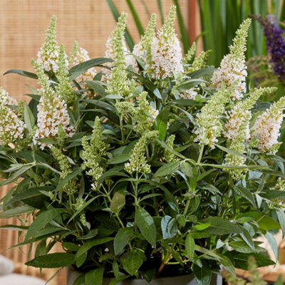 Buddleia Butterfly Candy Little White - Compact Size, White Flowers, Attracts Butterflies (15-30cm Height Including Pot)