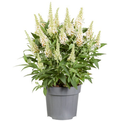 Buddleia Butterfly Candy Little White - Compact Size, White Flowers, Attracts Butterflies (15-30cm Height Including Pot)