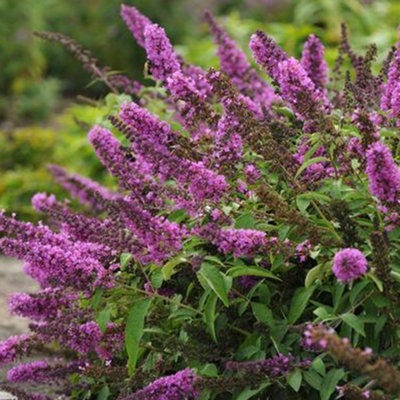 Buddleia Butterfly Tower Garden Shrub - Fragrant Pink-Purple Blooms ...