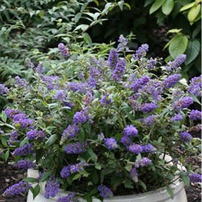 Buddleia Buzz Lavender - Outdoor Flowering Shrub, Ideal for UK Gardens ...