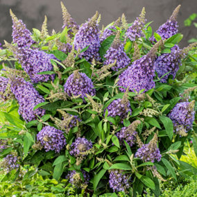 Buddleia Candy Lila Sweetheart, Purple Butterfly Bush for UK Gardens (15-25cm Height Including Pot)