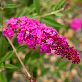 Buddleia Dark Pink - Outdoor Flowering Shrub, Ideal for UK Gardens, Compact Size (15-20cm Height Including Pot)