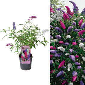 Buddleia davidii Tricolour - Pink, White and Purple in 2 Litre Pot