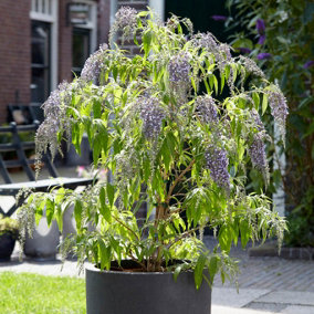 Buddleia davidii 'Wisteria Lane' in a 9cm Pot - Butterfly Bush for Gardens Fragrant Pollenator Attracting Plants for Gardens Ready