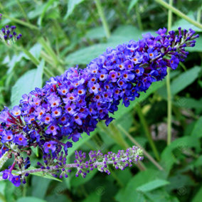 Buddleia Empire Blue - Outdoor Flowering Shrub, Ideal for UK Gardens, Compact Size (15-30cm Height Including Pot)