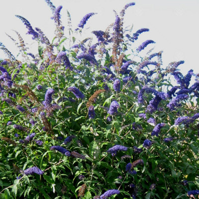 Buddleia Empire Blue - Outdoor Flowering Shrub, Ideal for UK Gardens ...