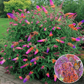 Buddleia Flower Power - Butterfly Bush, Colourful Flowers, Easy Care (30-40cm Height Including Pot)