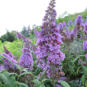 Buddleia Lochinch - Upright Purple Flowers, Hardy Shrub, Low Maintenance (20-30cm Height Including Pot)
