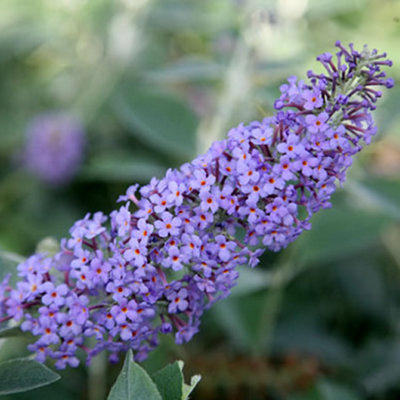 Buddleia Lochinch - Upright Purple Flowers, Hardy Shrub, Low ...