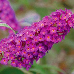 Buddleia Magenta - Outdoor Flowering Shrub, Ideal for UK Gardens, Compact Size (15-20cm Height Including Pot)