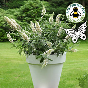 Buddleia Marbled White - Outdoor Flowering Shrub, Ideal for UK Gardens, Compact Size (15-30cm Height Including Pot)