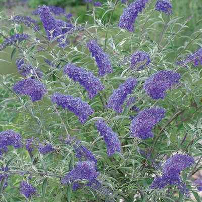 Buddleia Nanho Blue Garden Shrub - Fragrant Lilac-Blue Blooms, Attracts Butterflies (10-30cm Height Including Pot)