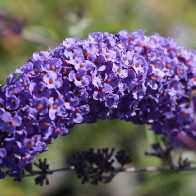 Buddleia Nanho Blue Garden Shrub - Fragrant Lilac-Blue Blooms, Attracts Butterflies (10-30cm Height Including Pot)
