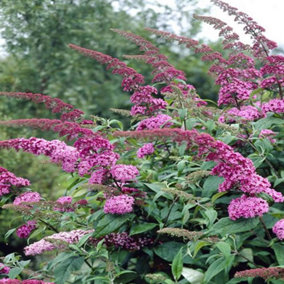 Buddleia Pink Delight Garden Plant - Fragrant Pink Blooms, Attracts Butterflies (15-30cm Height Including Pot)