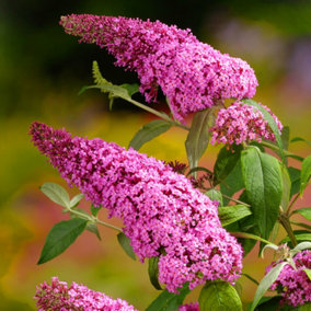 Buddleia Pink Delight - Outdoor Flowering Shrub, Ideal for UK Gardens, Compact Size (15-20cm Height Including Pot)