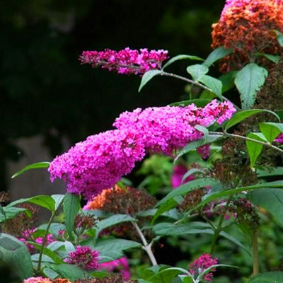Buddleia Pink Delight - Outdoor Flowering Shrub, Ideal for UK Gardens, Compact Size (15-20cm Height Including Pot)