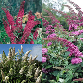 Buddleia Plant Mix - Stunning Flowering Shrubs, Easy Care, Hardy (20-30cm, 3 Plants)