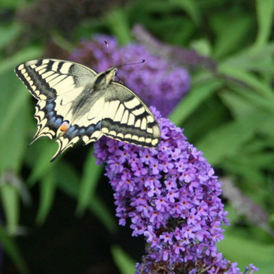 Buddleia Purple Emperor - Outdoor Flowering Shrub, Ideal for UK Gardens, Compact Size (15-30cm Height Including Pot)