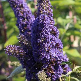 Buddleia Purple - Outdoor Flowering Shrub, Ideal for UK Gardens, Compact Size (15-30cm Height Including Pot)