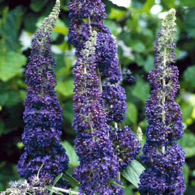 Buddleia Purple - Outdoor Flowering Shrub, Ideal for UK Gardens, Compact Size (15-30cm Height Including Pot)