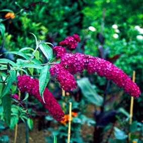 Buddleia Royal Red - Outdoor Flowering Shrub, Ideal for UK Gardens, Compact Size (15-30cm Height Including Pot)