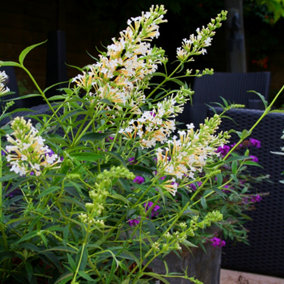 Buddleia Snow White - Outdoor Flowering Shrub, Ideal for UK Gardens, Compact Size (15-20cm Height Including Pot)