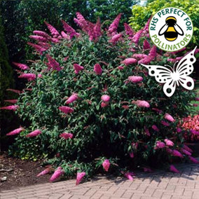 Buddleia Sugar Plum - Outdoor Flowering Shrub, Ideal for UK Gardens, Compact Size (15-30cm Height Including Pot)