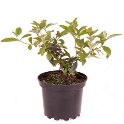 Buddleia 'Sungold' in a 2L Pot - 4