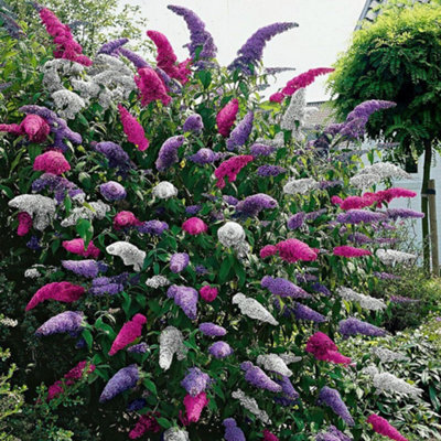 Buddleia Tri Colour Butterfly Bush - Vibrant Flowering Shrub for UK Gardens - Outdoor Plant (30-40cm Height Including Pot)