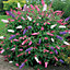 Buddleia Tri Colour Butterfly Bush - Vibrant Flowering Shrub for UK Gardens - Outdoor Plant (30-40cm Height Including Pot)