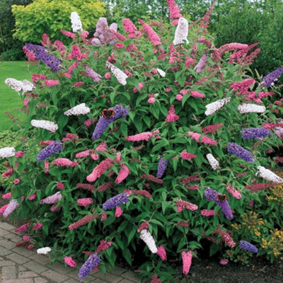 Buddleia Tri Colour Butterfly Bush - Vibrant Flowering Shrub for UK Gardens - Outdoor Plant (30-40cm Height Including Pot)